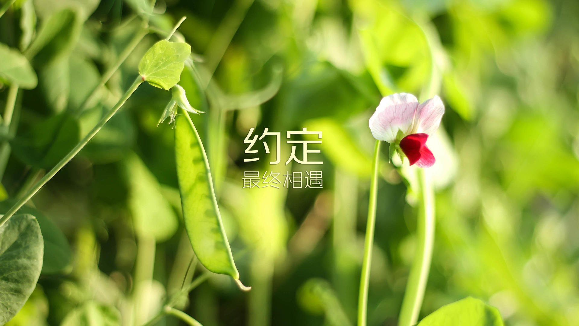 “定向越野：东部新区赛场上演极限徒步挑战”
