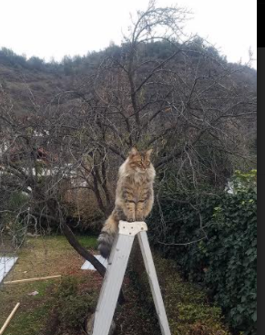 开云体育移动版-亚洲杯中国队逆转 历史回顾令人动容，亚洲杯中国战绩