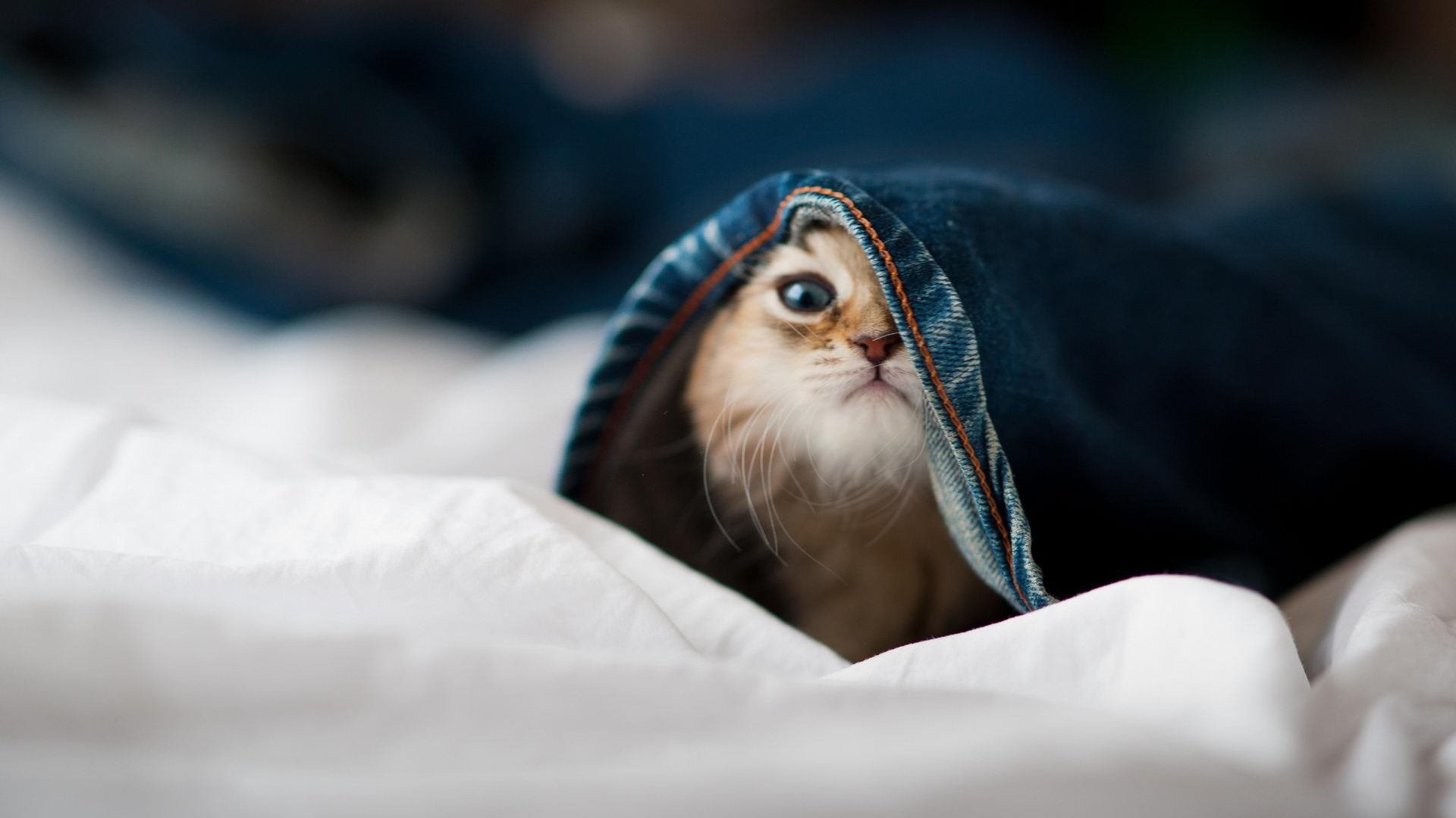 开云 官网 入口-球队是否围绕场地空间变化设定多套推进策略，分析球队状态从哪里入手