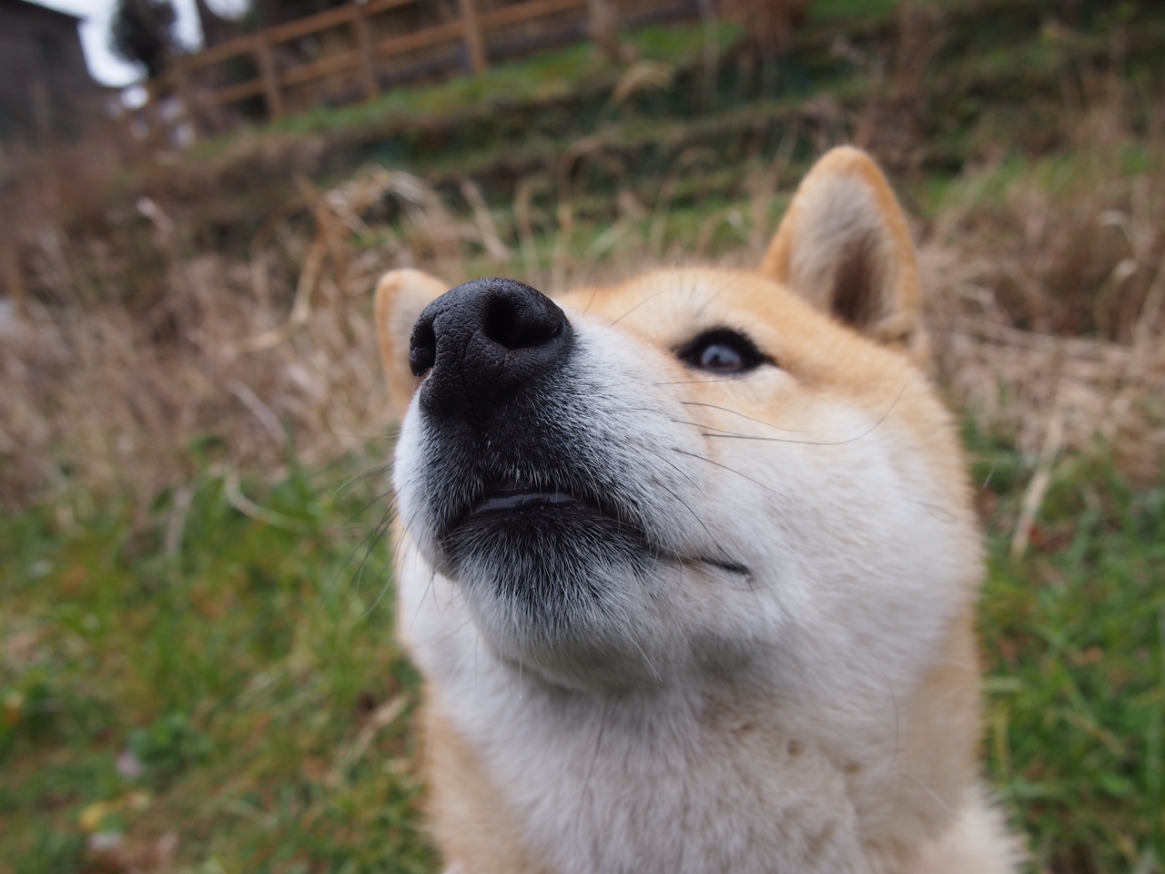 足球青训激励制度未能长期稳定推行，足球青训淘汰率高的原因