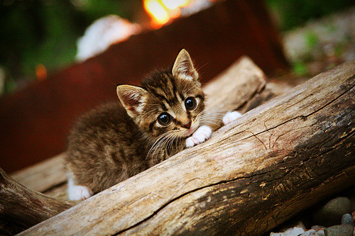 世界杯辉煌夜：精彩片段永存！，世界杯经典回顾