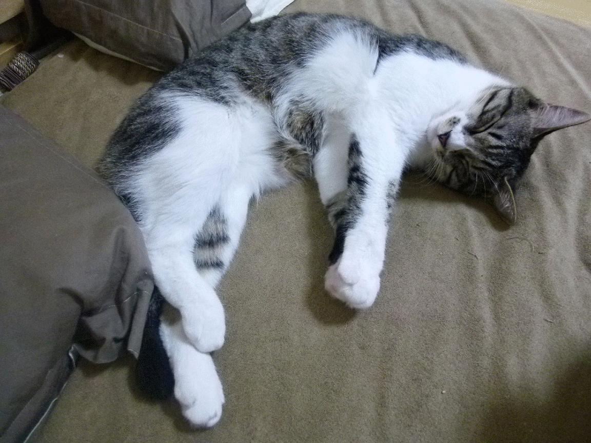 体育城综合开发项目加快，打造足球运动全产业链，体育新城项目