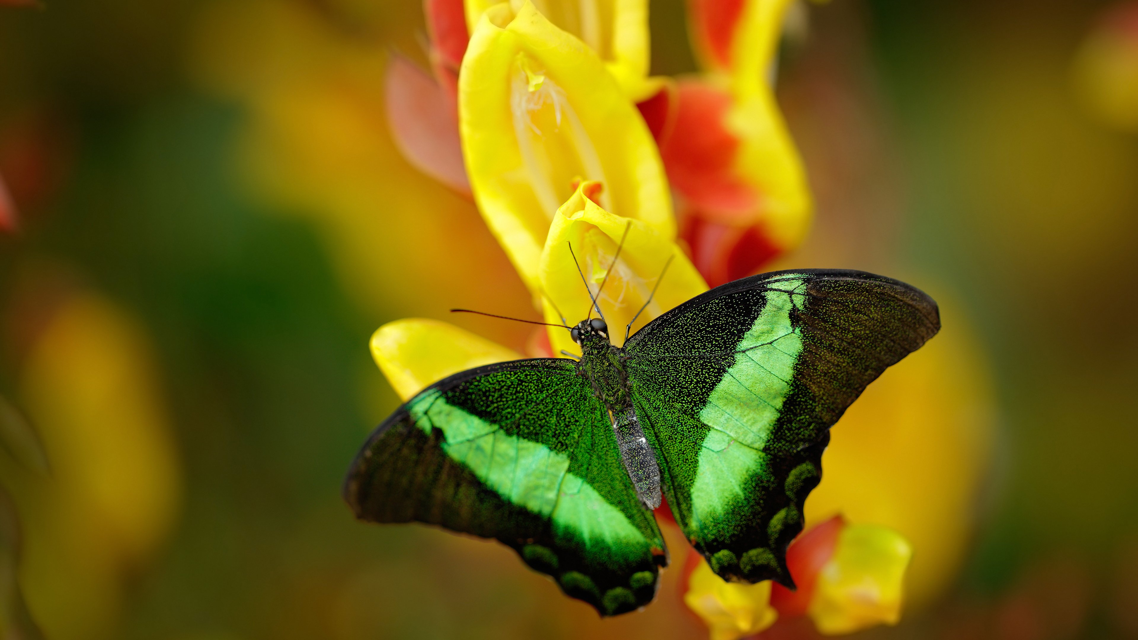 开云体育官网登入-勇士宣布球员轻伤将缺阵两场，勇士受伤最严重的球员